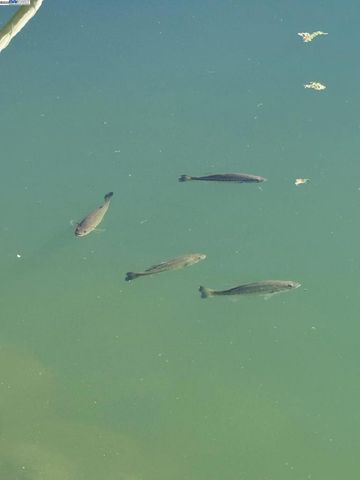 118 Pelican Loop, Pittsburg, CA 94565