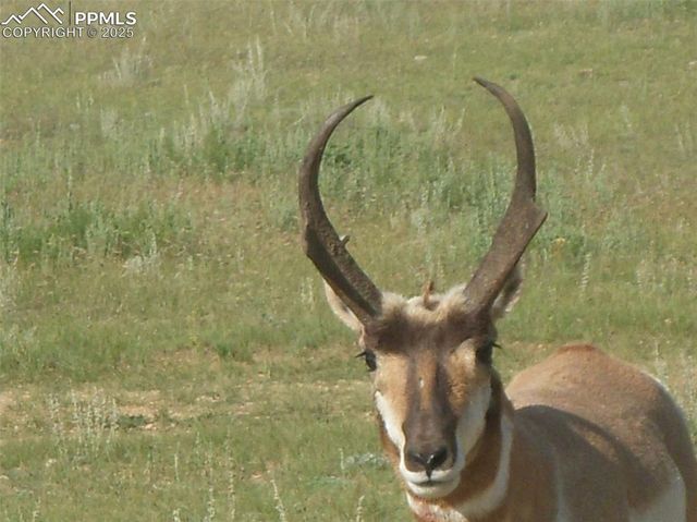 463 Snowshoe Lane, Lake George, CO 80827