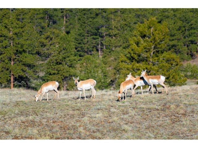 0 Big Buck Road, Guffey, CO 80820