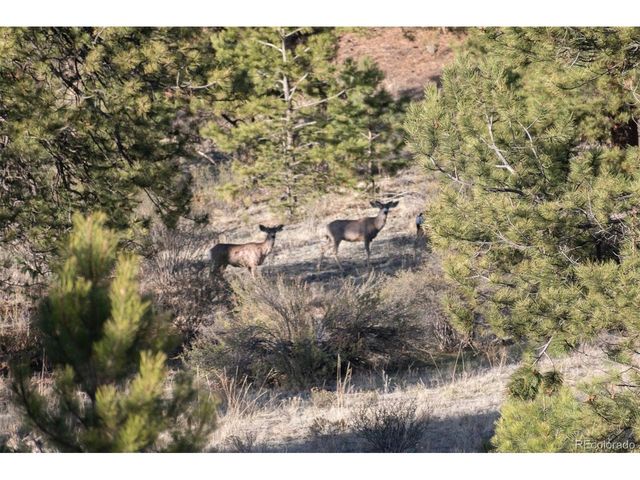0 Big Buck Road, Guffey, CO 80820