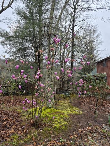 45 Black Bear Trace, Murphy, NC 28906