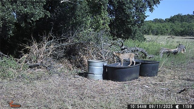 447 County Road 411, Coleman, TX 76834