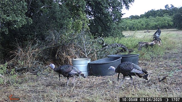 447 County Road 411, Coleman, TX 76834