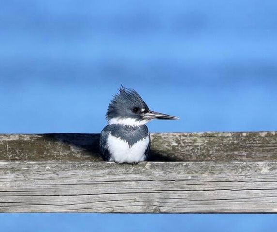 4559 Smoak Road, Meggett, SC 29449