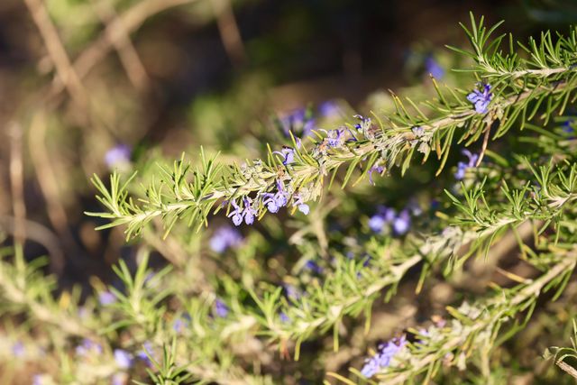 4559 Smoak Road, Meggett, SC 29449