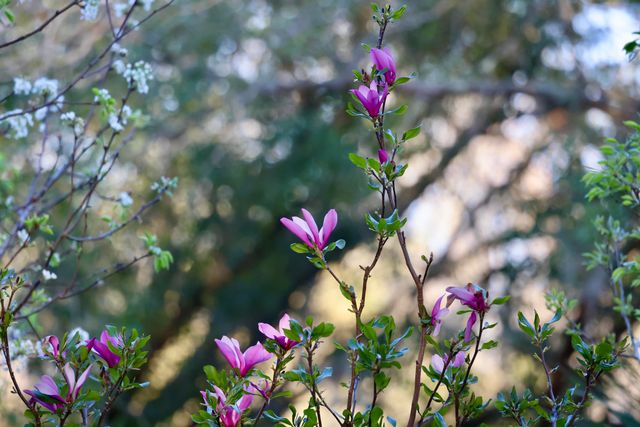 4559 Smoak Road, Meggett, SC 29449