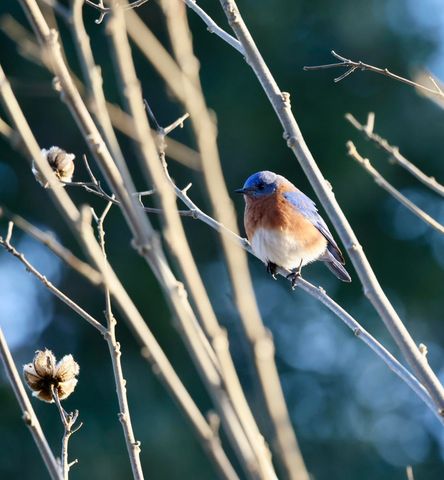 4559 Smoak Road, Meggett, SC 29449