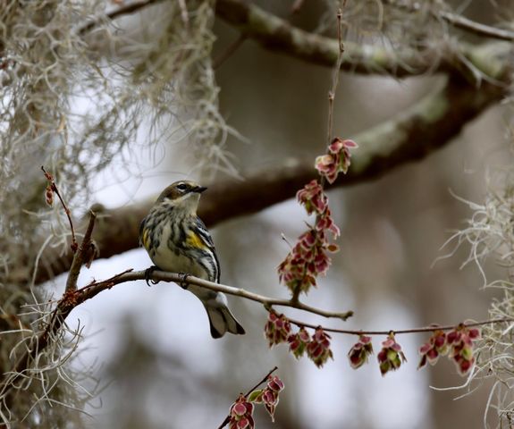 4559 Smoak Road, Meggett, SC 29449