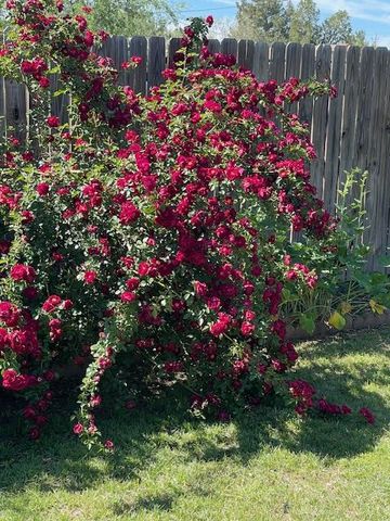 1007 N 5th, Alpine, TX 79830