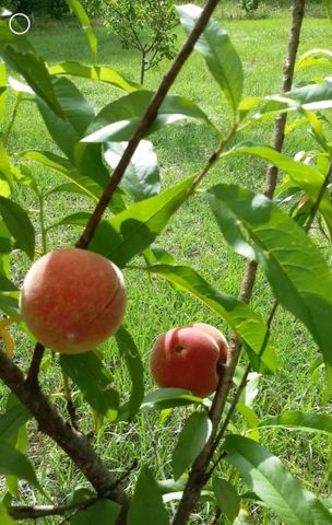 499 Mont Hall Rd, Hallsville, TX 75650