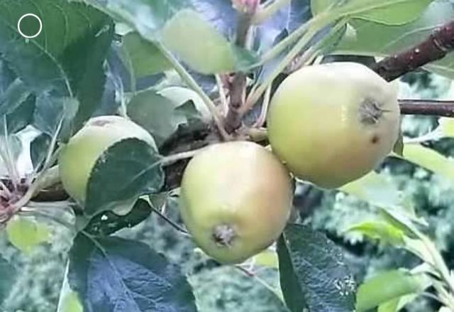 499 Mont Hall Rd, Hallsville, TX 75650