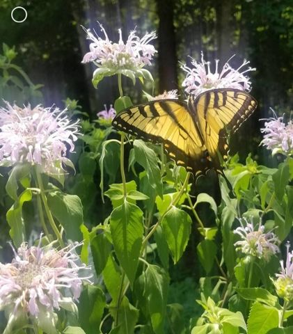 499 Mont Hall Rd, Hallsville, TX 75650