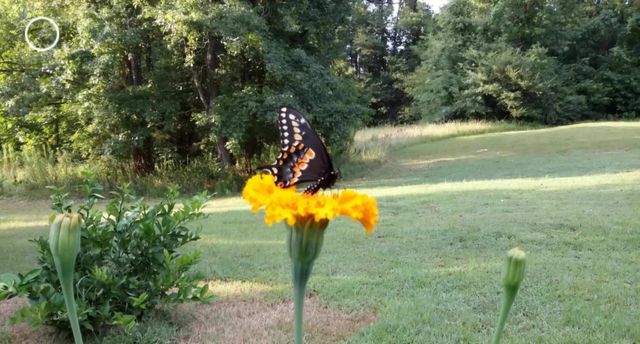 499 Mont Hall Rd, Hallsville, TX 75650