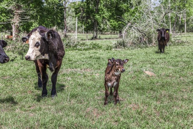 TBD Henson Road, Hempstead, TX 77445