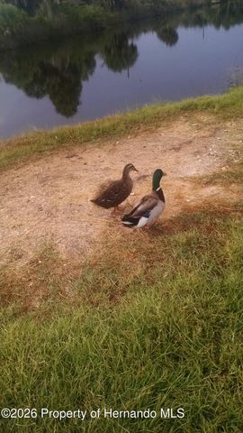 4459 Bayridge Court 26, Spring Hill, FL 34606