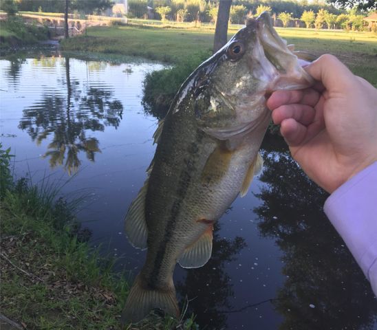 10205 Fostoria Road, Cleveland, TX 77328