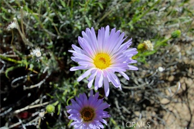 0 San Andreas Road, Joshua Tree, CA 92252