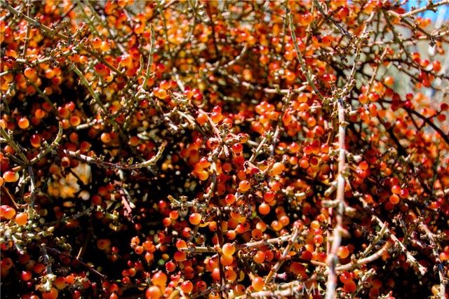 0 San Andreas Road, Joshua Tree, CA 92252