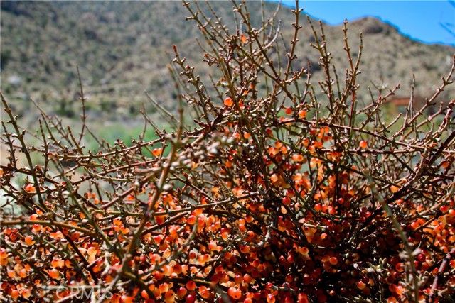 0 San Andreas Road, Joshua Tree, CA 92252