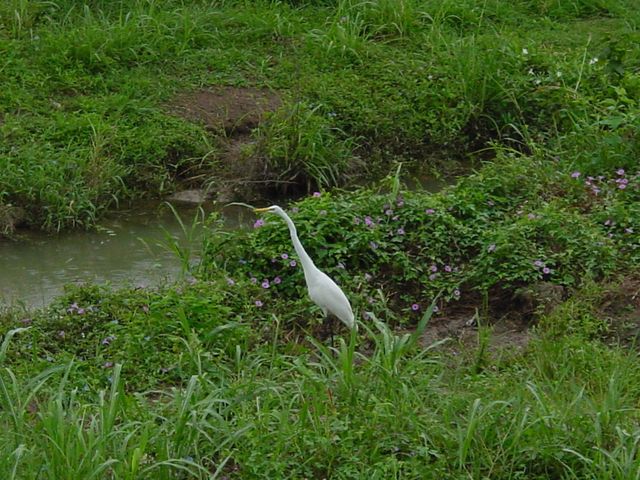 1422 Chardonnay Drive, Houston, TX 77077