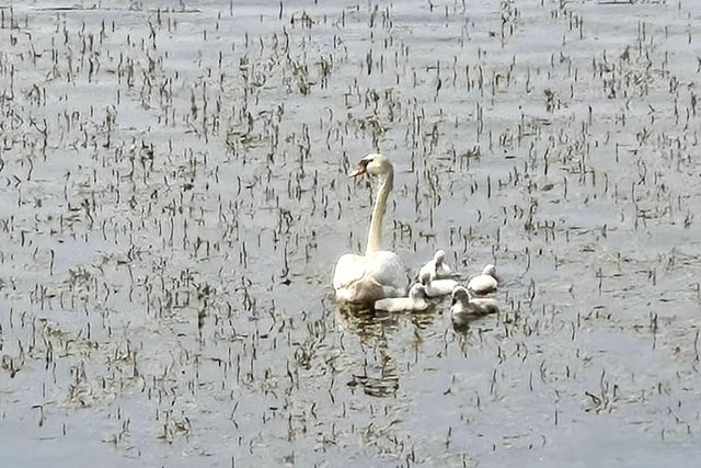 11159 W Perch Lake Drive W, Cement City, MI 49233