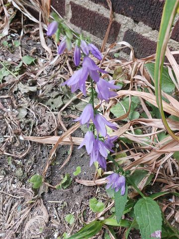 160 Chippewa Road, Pontiac, MI 48341