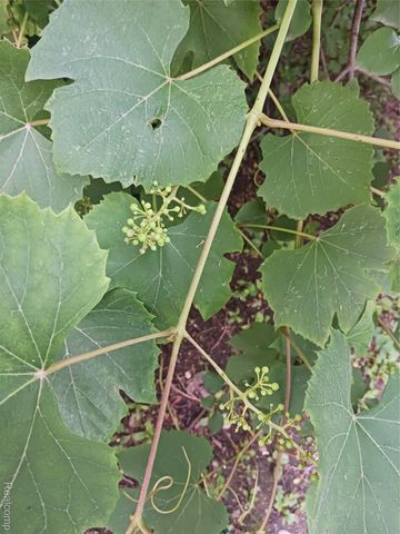 160 Chippewa Road, Pontiac, MI 48341