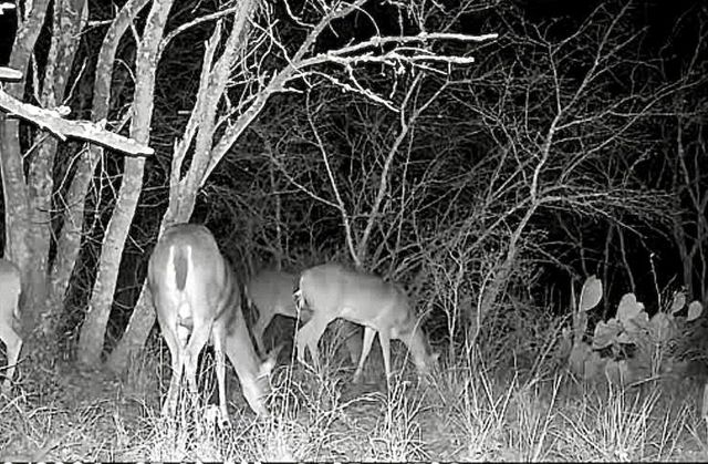 736 CR 421 RD, Waelder, TX 78959