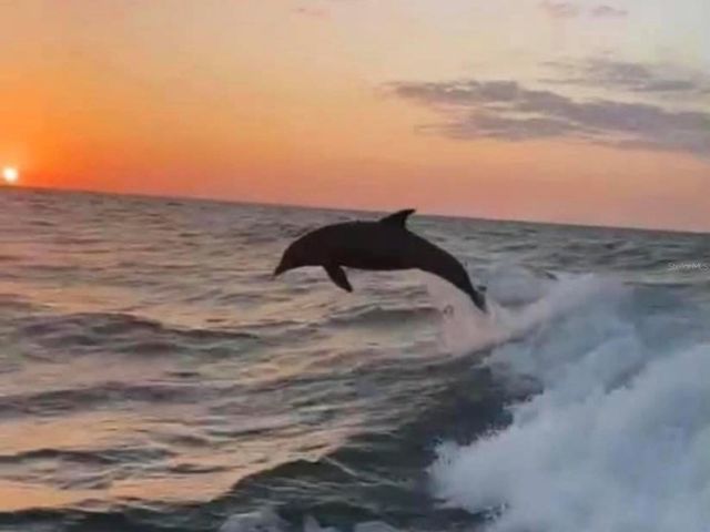 4908 HARBOR WOODS DRIVE, Palm Harbor, FL 34683