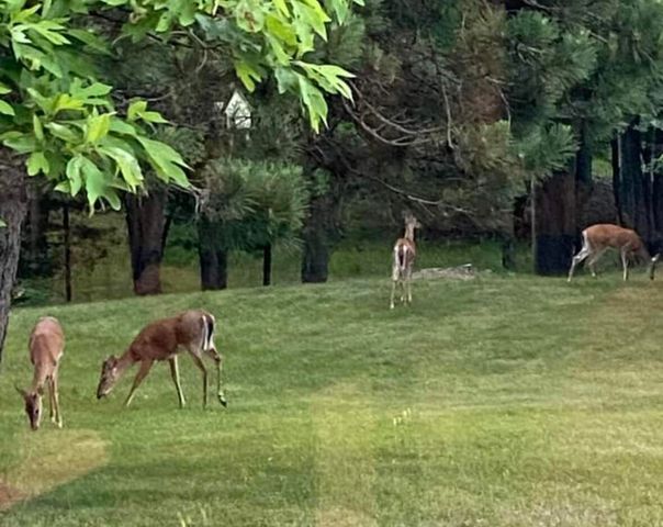 6835 W Deer Road, Mears, MI 49436