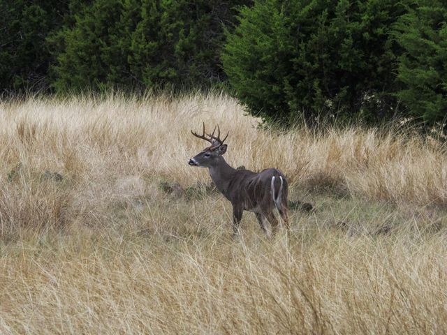 425 Youngblood Trail, Mountain Home, TX 78058