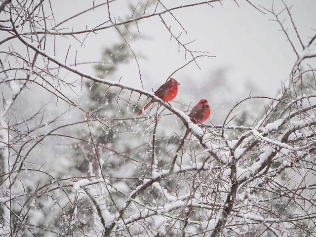 425 Youngblood Trail, Mountain Home, TX 78058