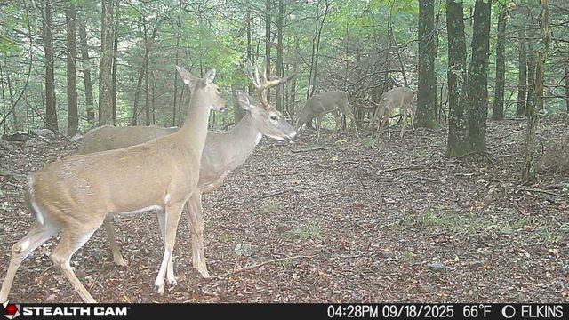 Tract 3a & 2a Downing Road, Elkins, AR 72727