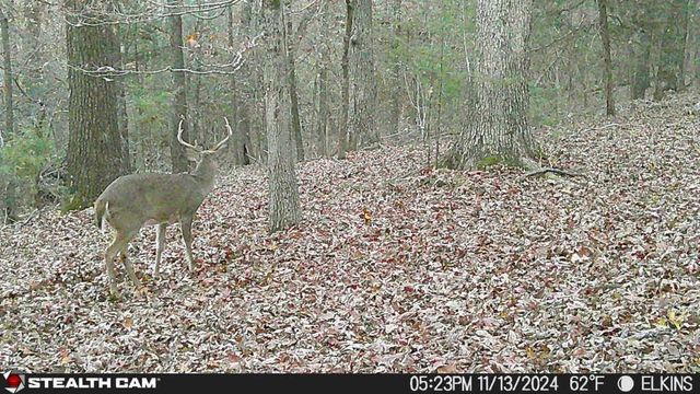 Tract 3a & 2a Downing Road, Elkins, AR 72727