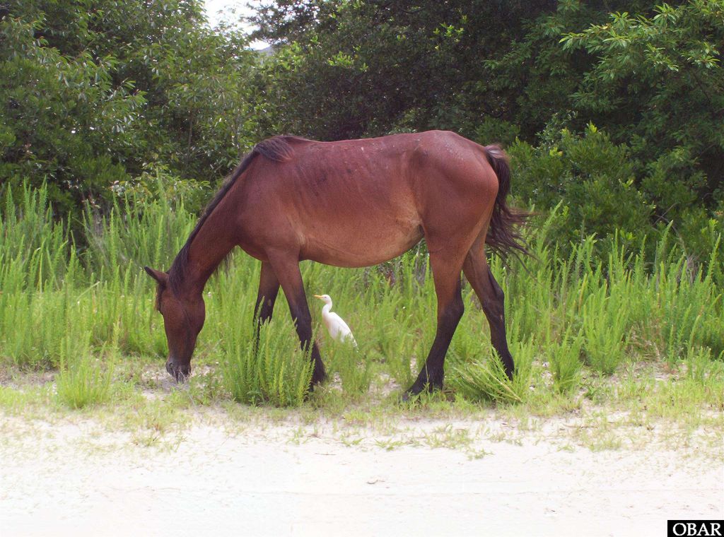Image 8 of property listing at 2364 Swan Island Road Lot 6, Corolla, NC 27927