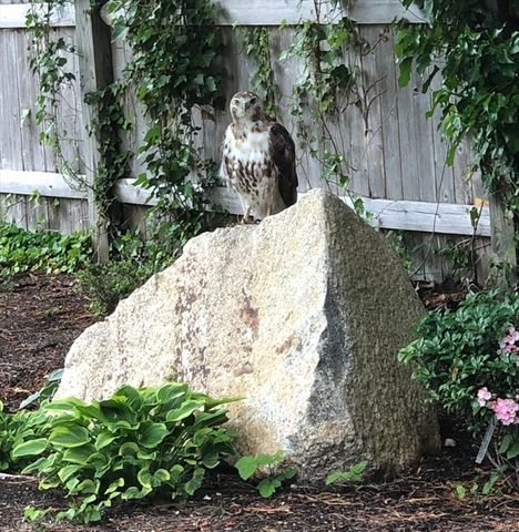 42 Partridge Cir, Brewster, MA 02631