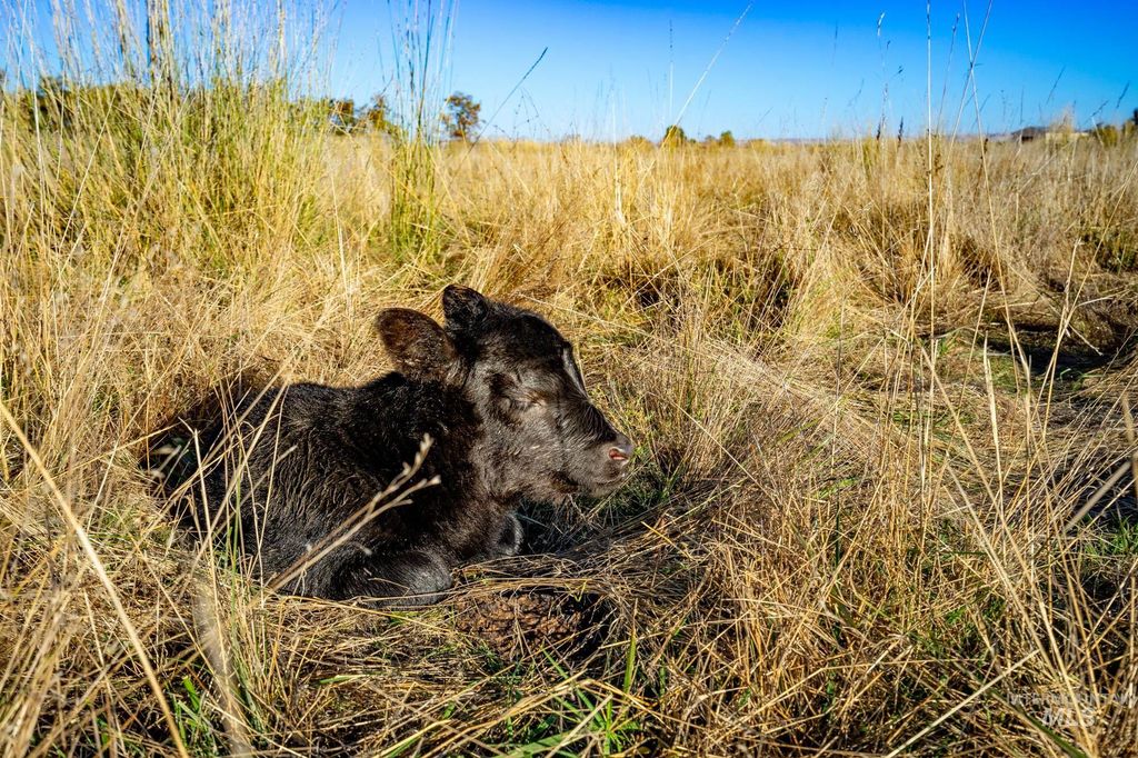 2223 W Sales Yard, Emmett, ID 83617 photo 5