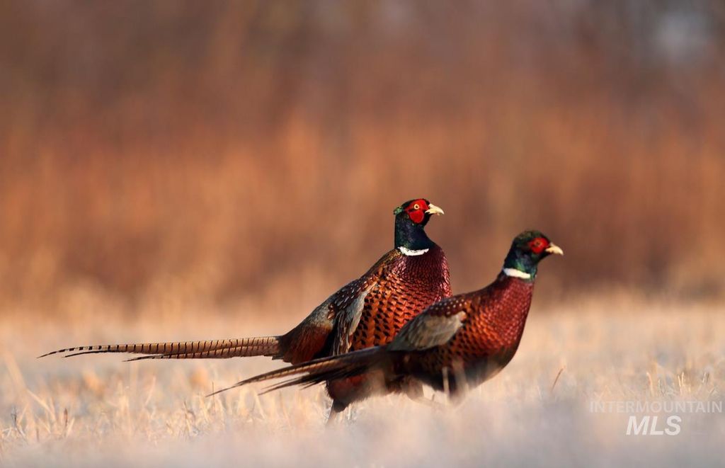 2223 W Sales Yard, Emmett, ID 83617 photo 8