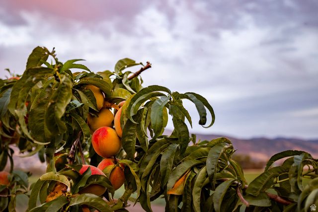 575 S 1450 W, Farmington, UT 84025