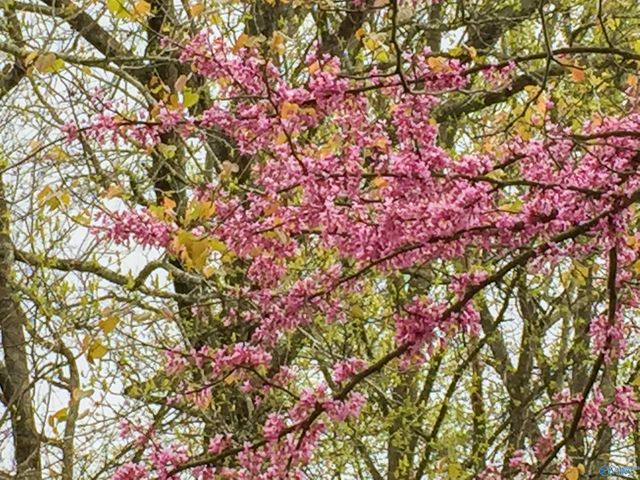 1770 County Road 42, Gadsden, AL 35901