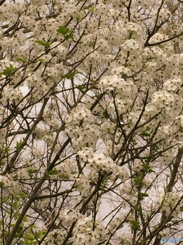 1770 County Road 42, Gadsden, AL 35901