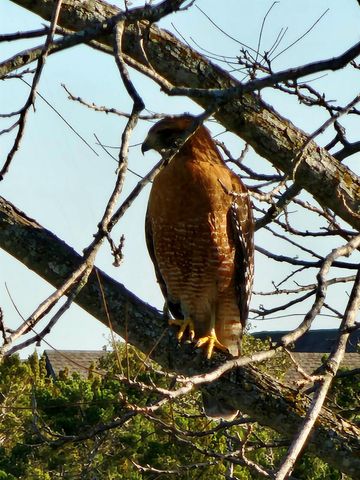 4705 Foster Ranch RD, Austin, TX 78735