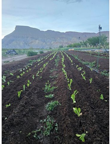 3526 Front Street, Palisade, CO 81526