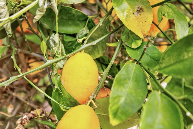 353 Deer River Way, Sacramento, CA 95831