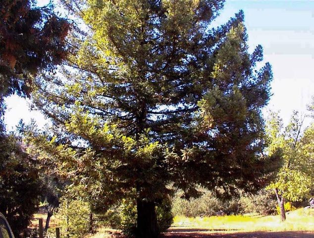 50245 Greenhill Road, Yokuts Valley, CA 93675