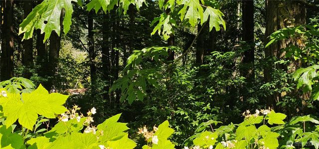 222 Triangle Cove Lane, Camano Island, WA 98282