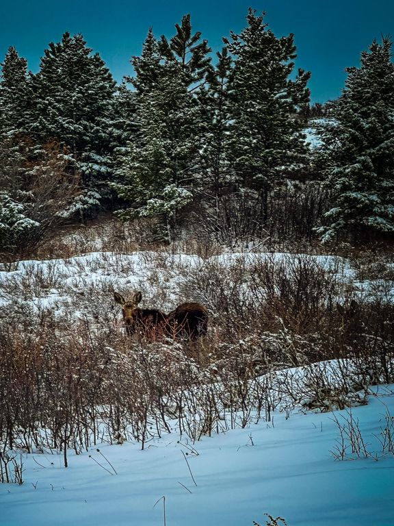 180 Styx Road, Big Horn, WY 82833 photo 15