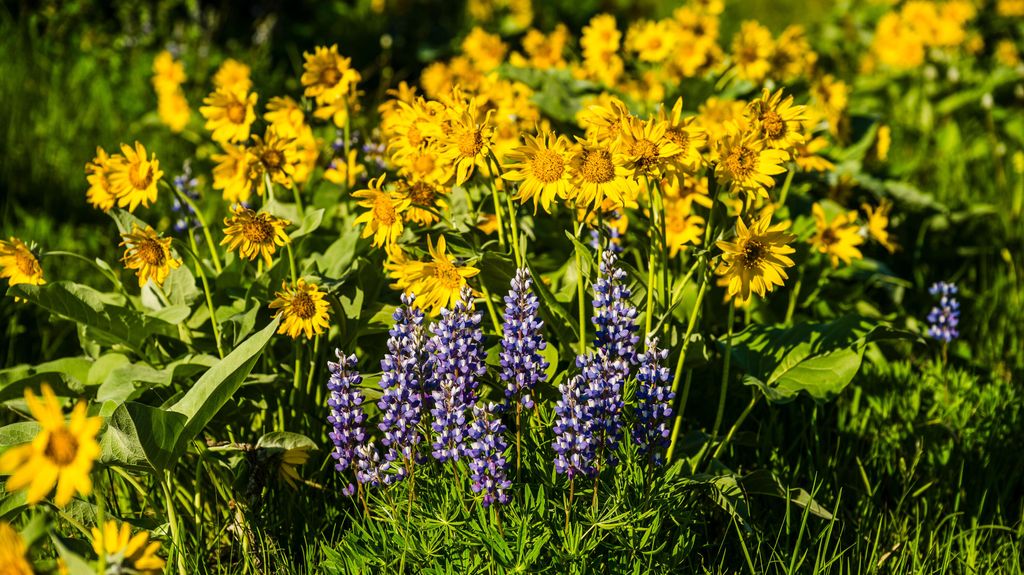 180 Styx Road, Big Horn, WY 82833 photo 31