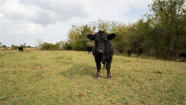 4645 FM 2679 Farm to Market Road, Burton, TX 77835