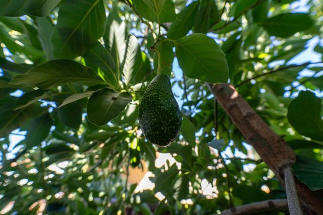 3637 Snell Avenue 390, San Jose, CA 95136